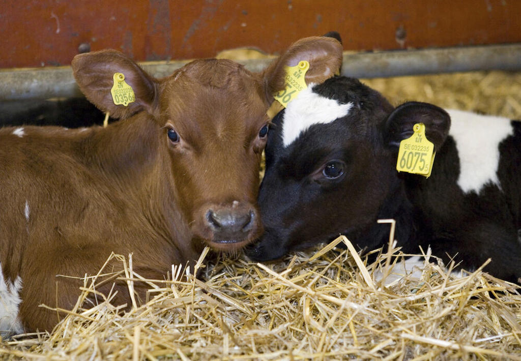 DeLaval calf feeder CF500+ & CF1000+ DeLaval