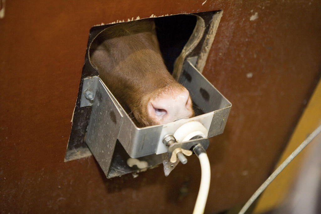 DeLaval calf feeder CF500+ & CF1000+ DeLaval