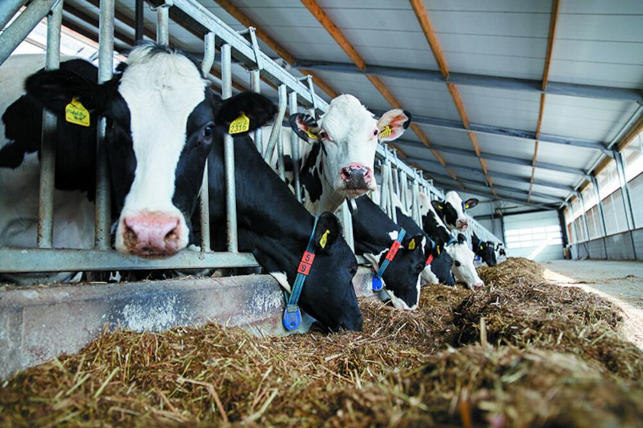 Better feed efficiency DeLaval
