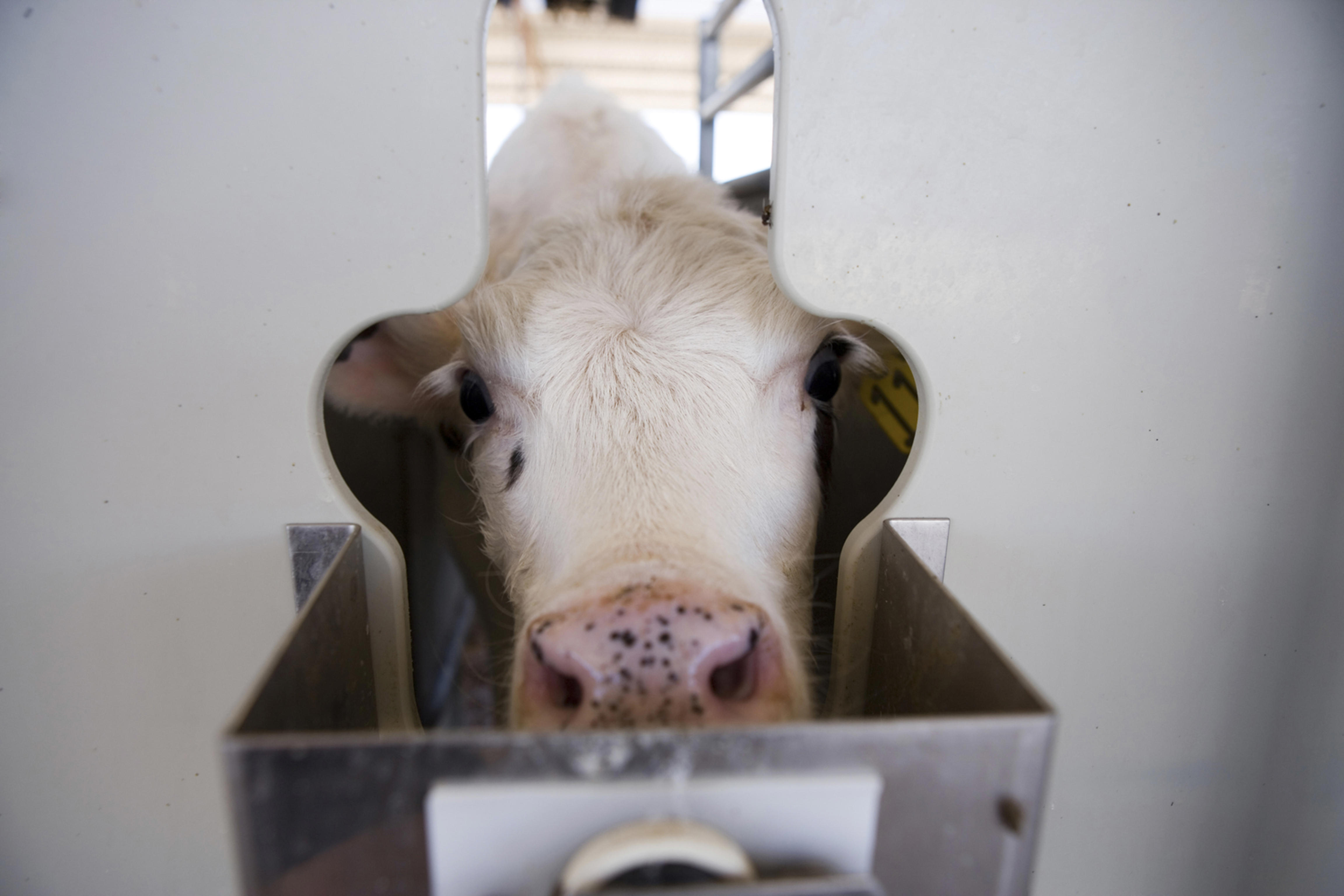 Calf Feeders DeLaval